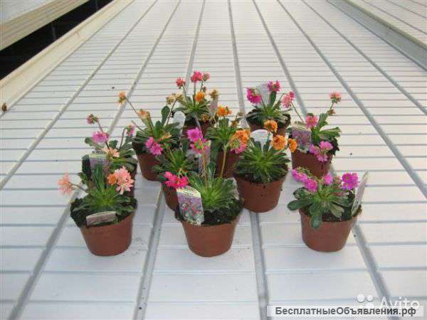 Левизия котиледон в горшке