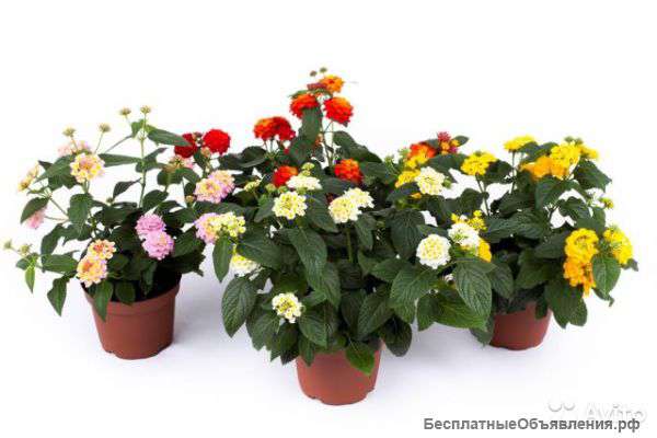 Лантана Камара