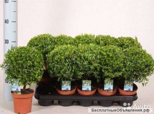 Мирт в горшке, бонсай