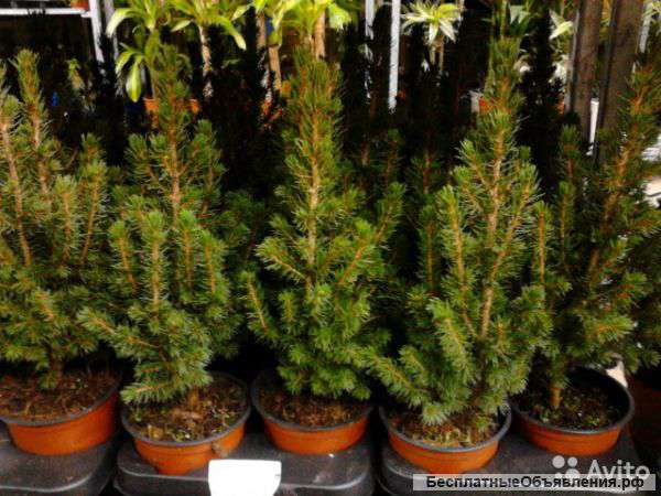 Ель глаука в горшке