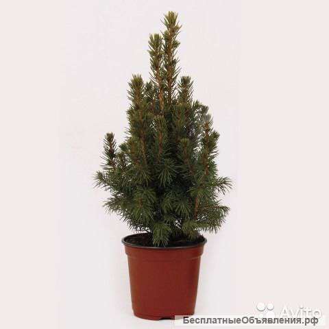 Ель коника в горшке