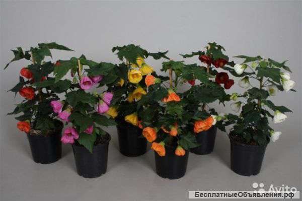 Абутилон Микс