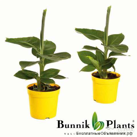 Банан в горшке