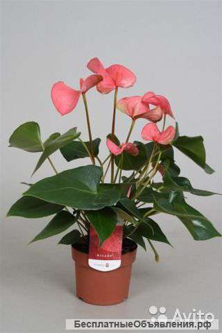 Антуриум Андр Аркада розовый
