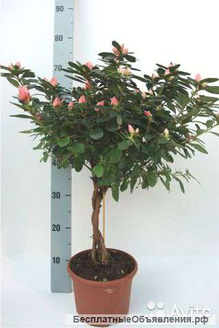 Азалия микс штамб