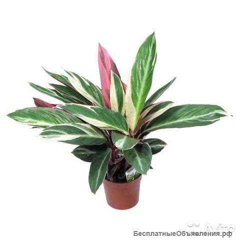 Строманта многоцветная (триостар)