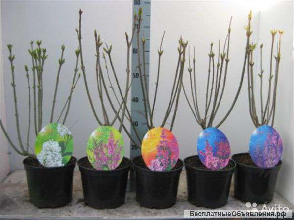 Сирень саженцы