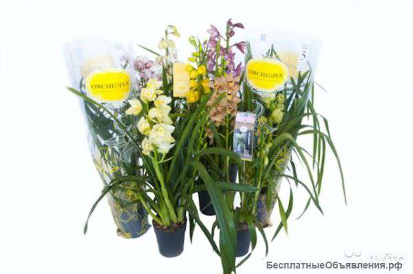 Орхидея Цимбидиум в горшке