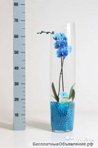 Орхидея фалеонопсис синий в вазе