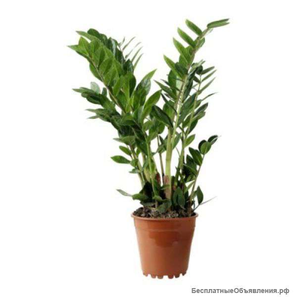 Замиокулкас замиифолия