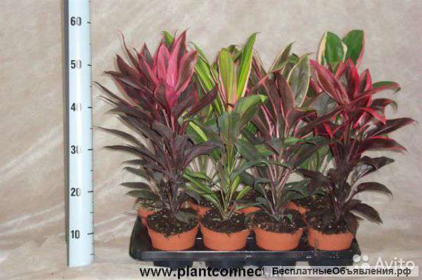 Граптопеталум