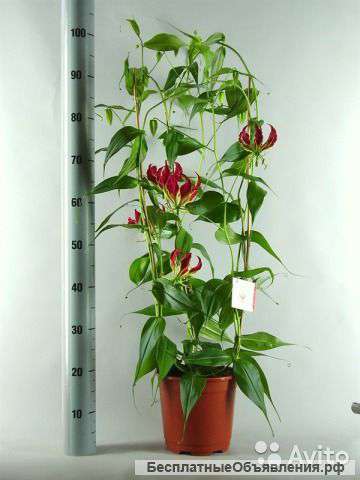 Глориоза Рутшильд