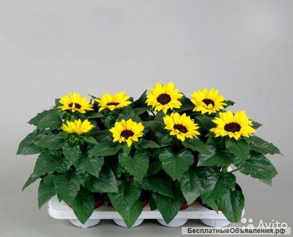 Гелиантус Сенсация