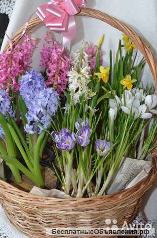 Гиацинты, нарциссы и крокусы - весенний микс в корзине