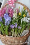 Гиацинты, нарциссы и крокусы - весенний микс в корзине