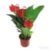 Антуриум Шерцерианум красный