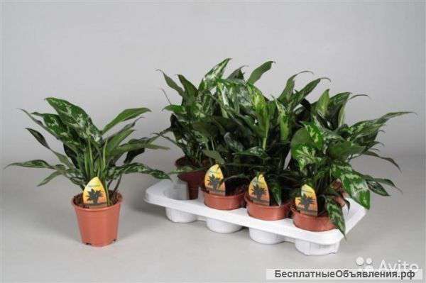 Аглаонема Мария