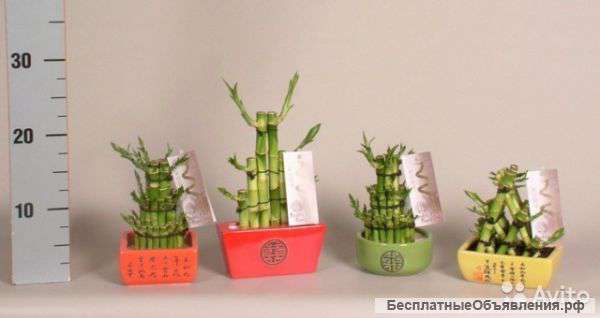 Лакки Бамбук в керамике