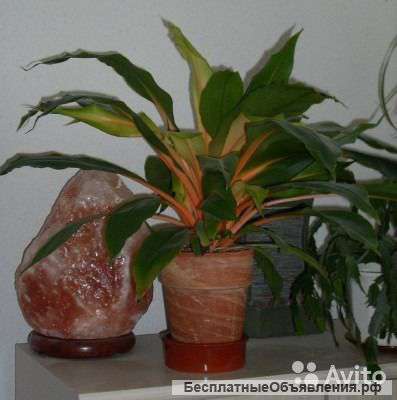 Хлорофитум Грин Оранж в керамике