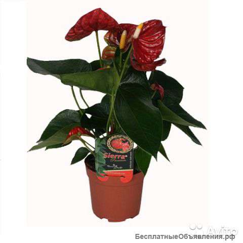 Мужское счастье цветок антуриума