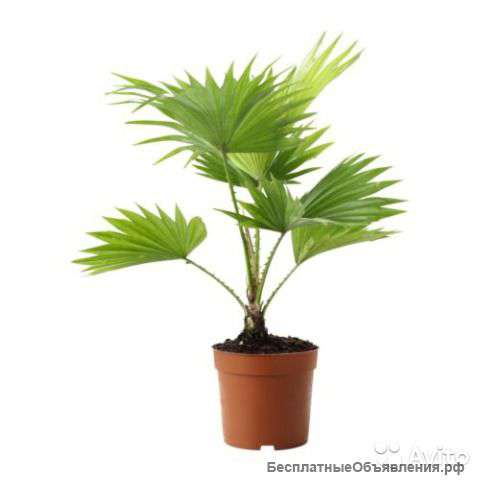 Ливистона Ротундифолия