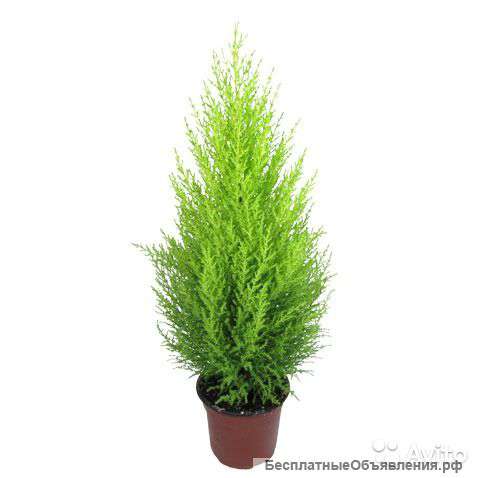 Купрессус или кипарис Голд Вилма