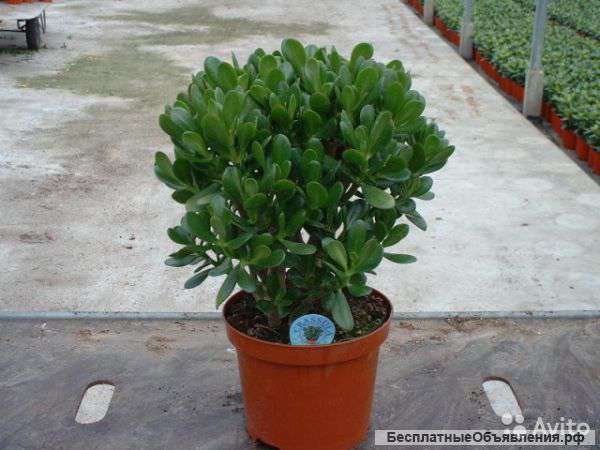 Крассула, денежное дерево, бонсай