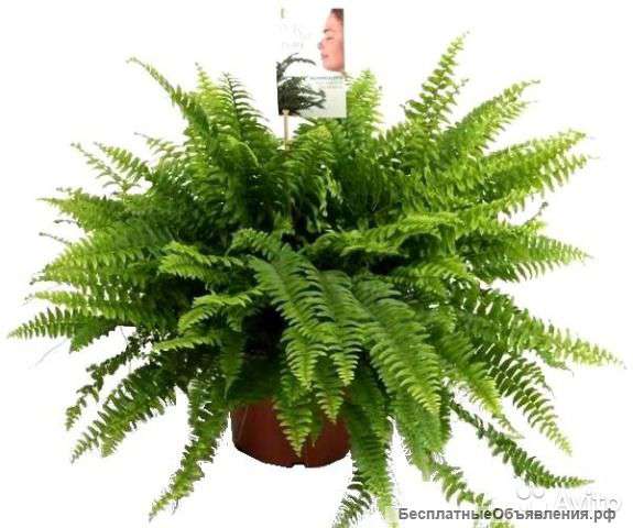 Нефролепис Грин Леди