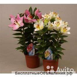 Лилия ориентал в горшке