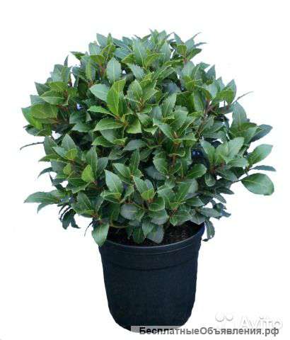 Лавр, лавровое дерево, бонсай