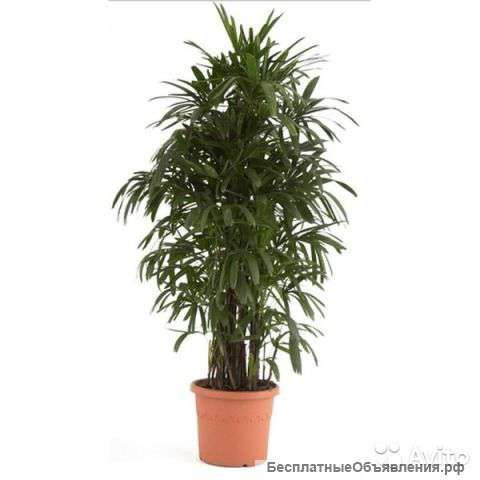 Рапис, домашние пальмы