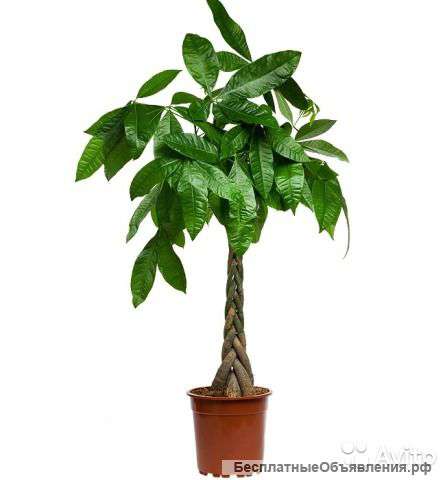 Пахира Акватика