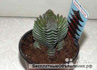 Крассула храм будды