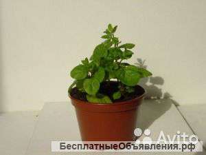 Мята микс в горшке