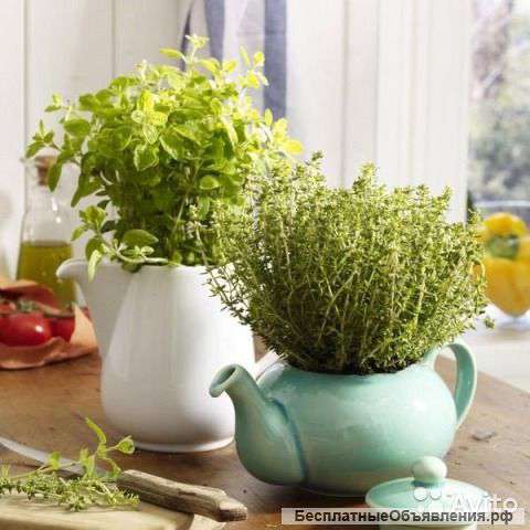 Шалфей микс в горшке