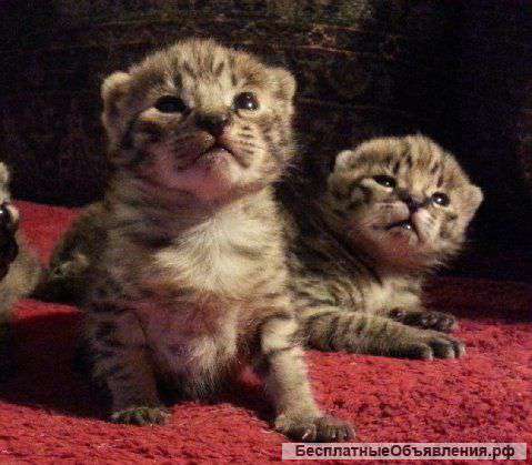 F2 саванны котят доступны