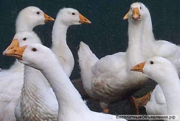 Гусей, порода Линда белая