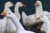 Гусей, порода Линда белая