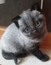 Отдаю шикарного редкого окраса котенка