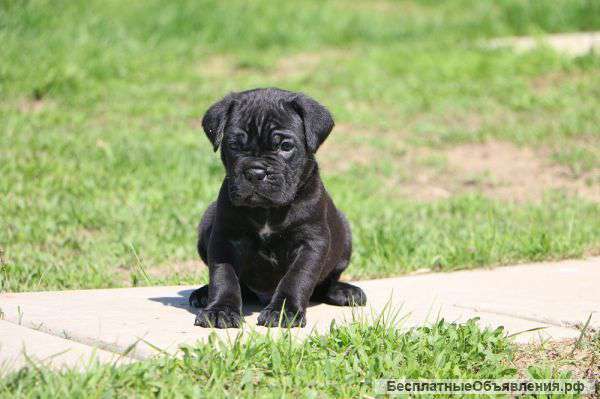 Щенки Кане Корсо