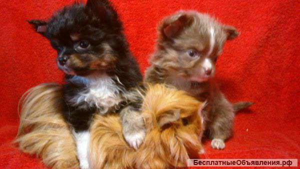 Щенки Чихуахуа