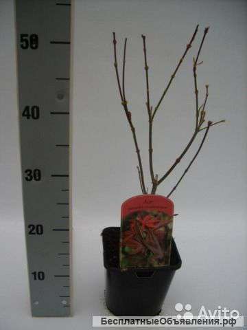 Клен Атропурпуреум