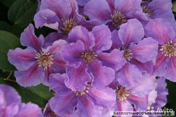 Клематис Авша