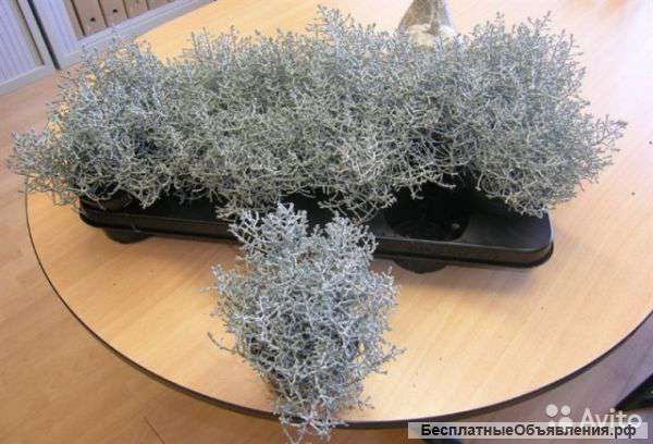 Калоцефаллус садовый