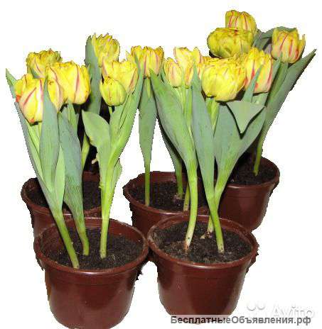 Тюльпаны в горшке
