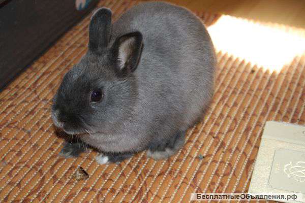 Карликовый кролик 4 мес