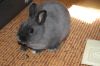Карликовый кролик 4 мес