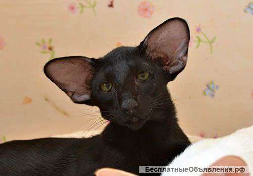 Ориентальные котята