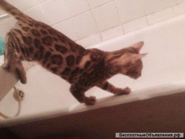 Бенгальский котенок