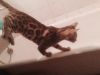 Бенгальский котенок